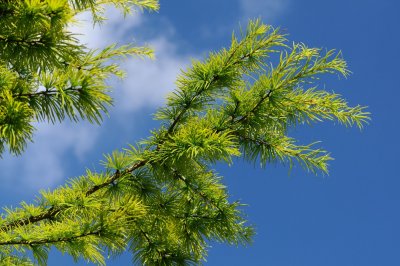 Pseudolarix amabilis - pamodřín půvabný - jehličí